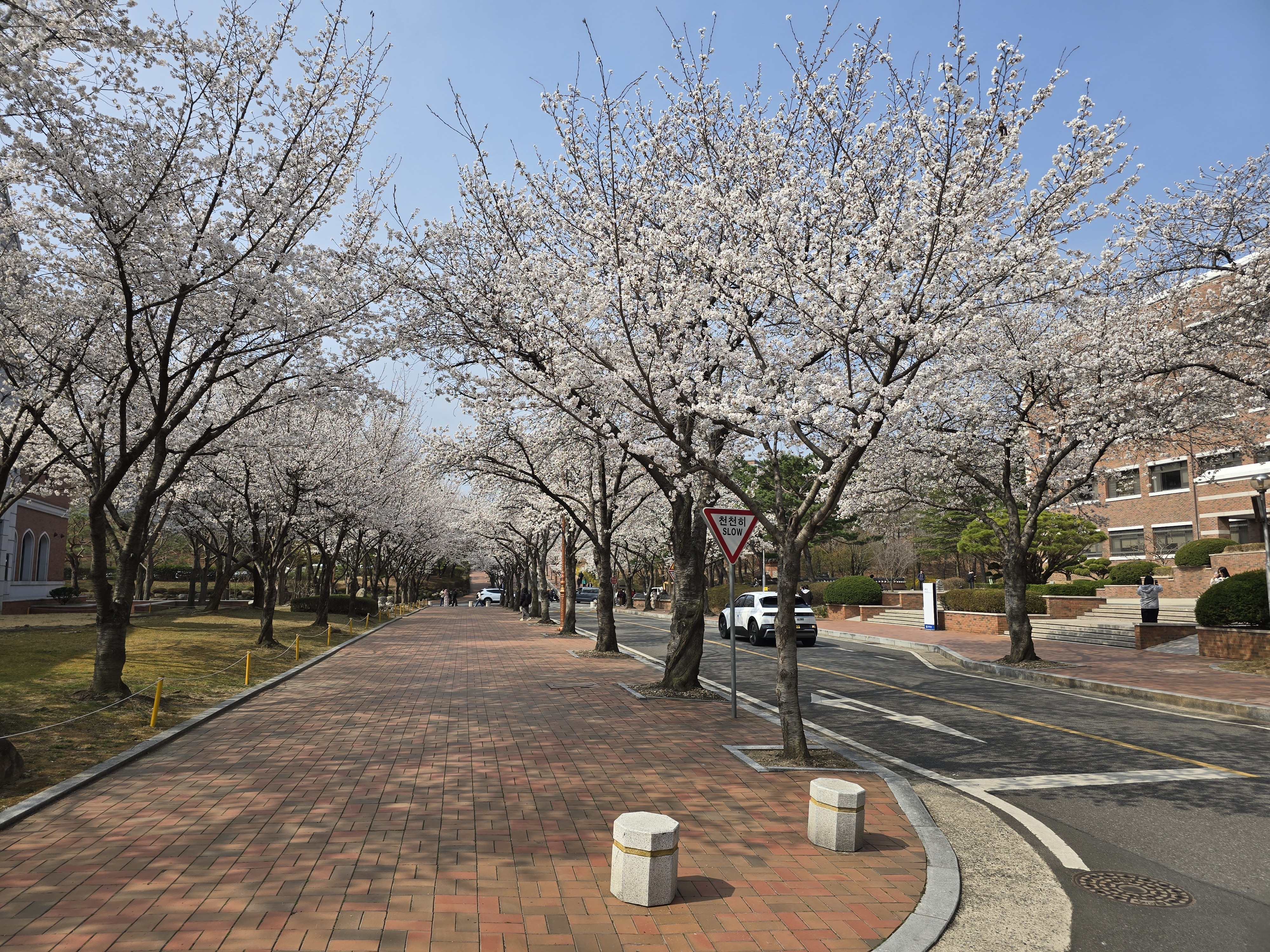 Keimyung Univ cherry blossoms road